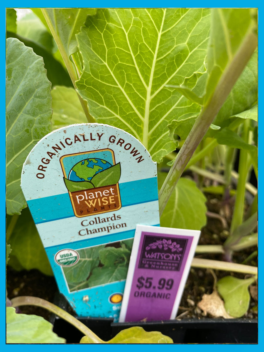 Organic Jumbo 6 Pack | Collards Organic