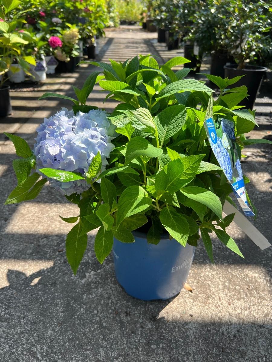 can you plant endless summer hydrangea in pots Hydrangea Macrophylla