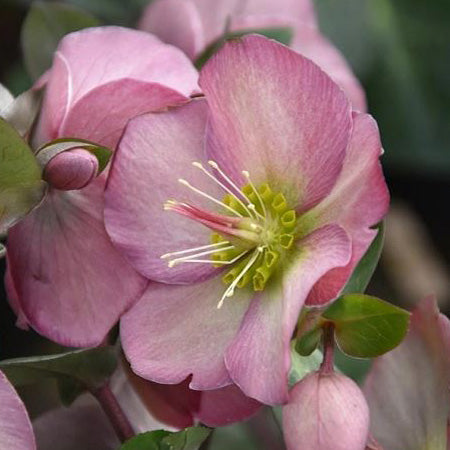 Hellebore 'Penny's Pink' 1G