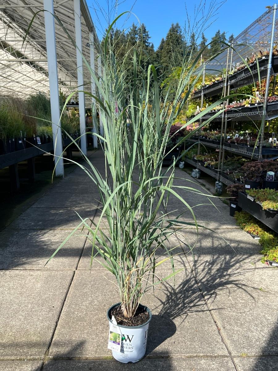 Switch Grass Prairie Winds® 'Totem Pole'