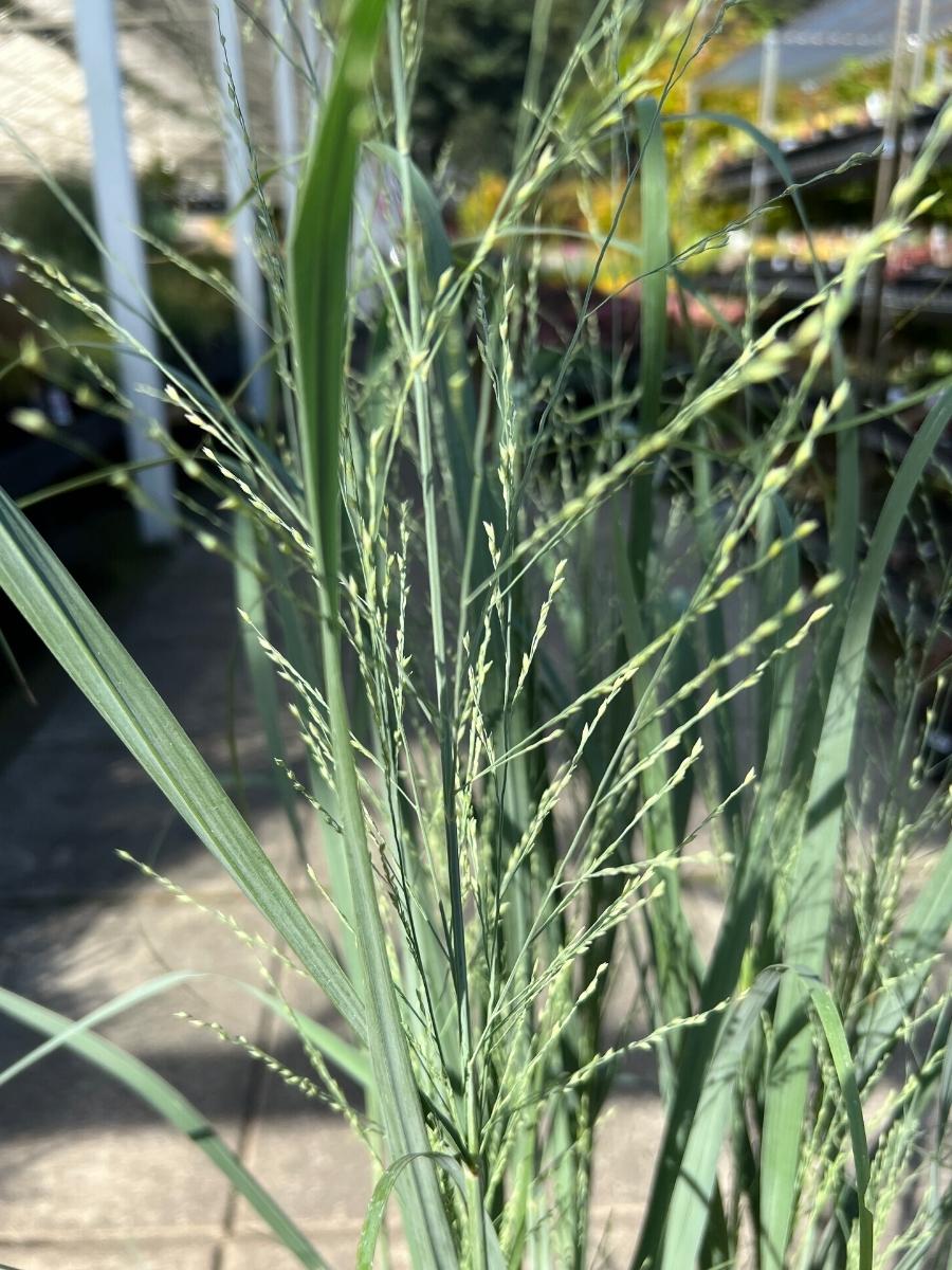 Switch Grass Prairie Winds® 'Totem Pole'