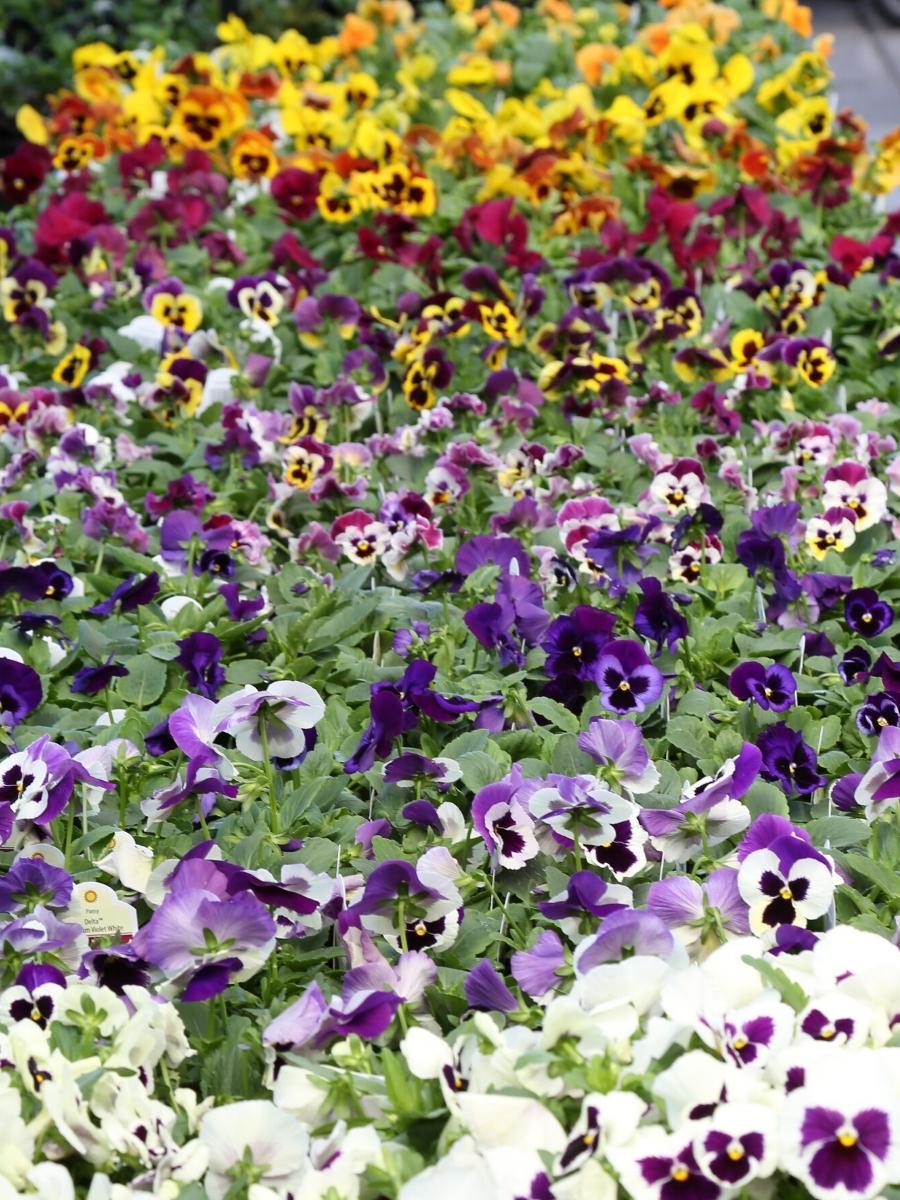 Watson's Greenhouse 