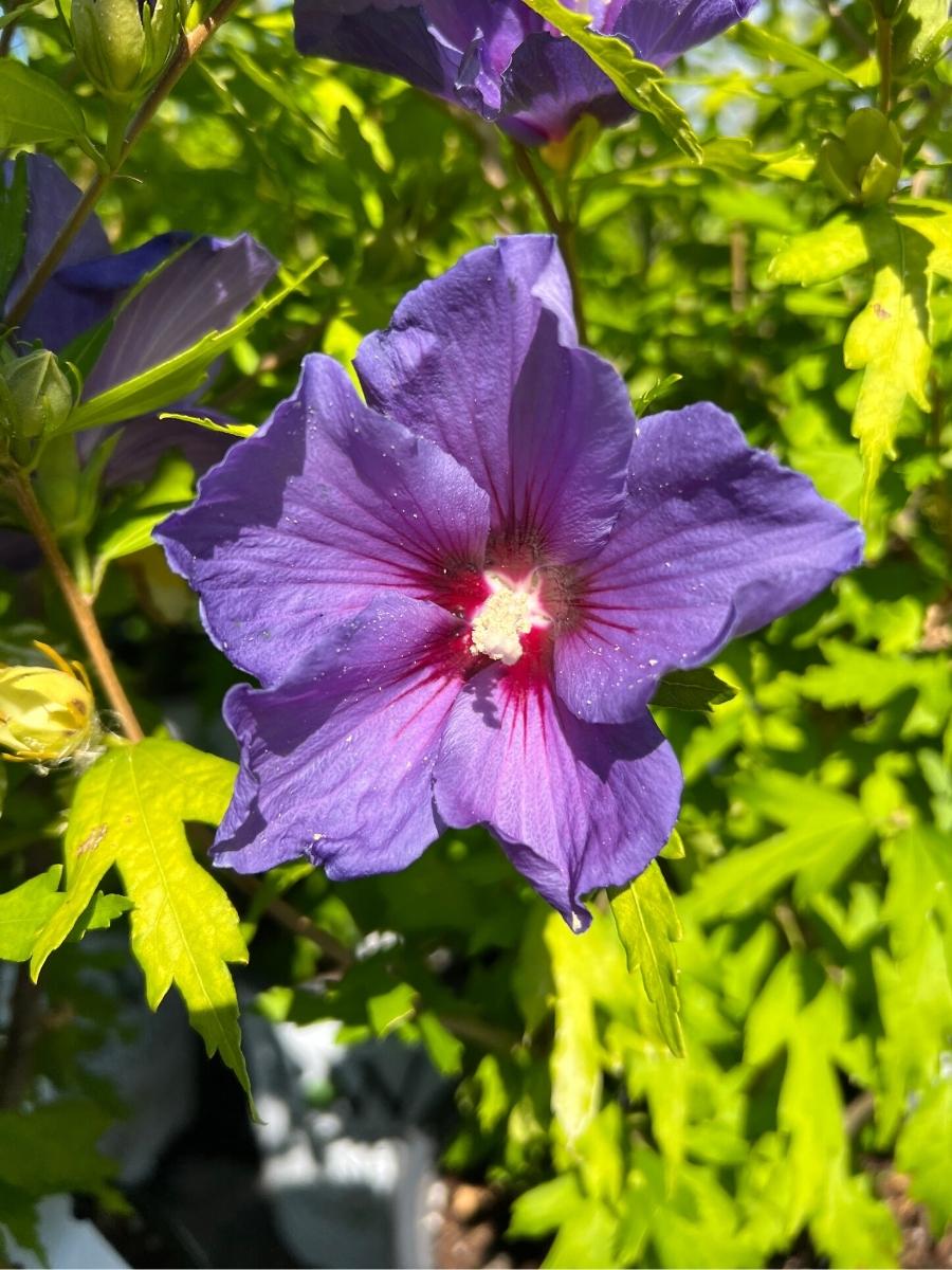 Rose of Sharon Paraplu Violet® 2G