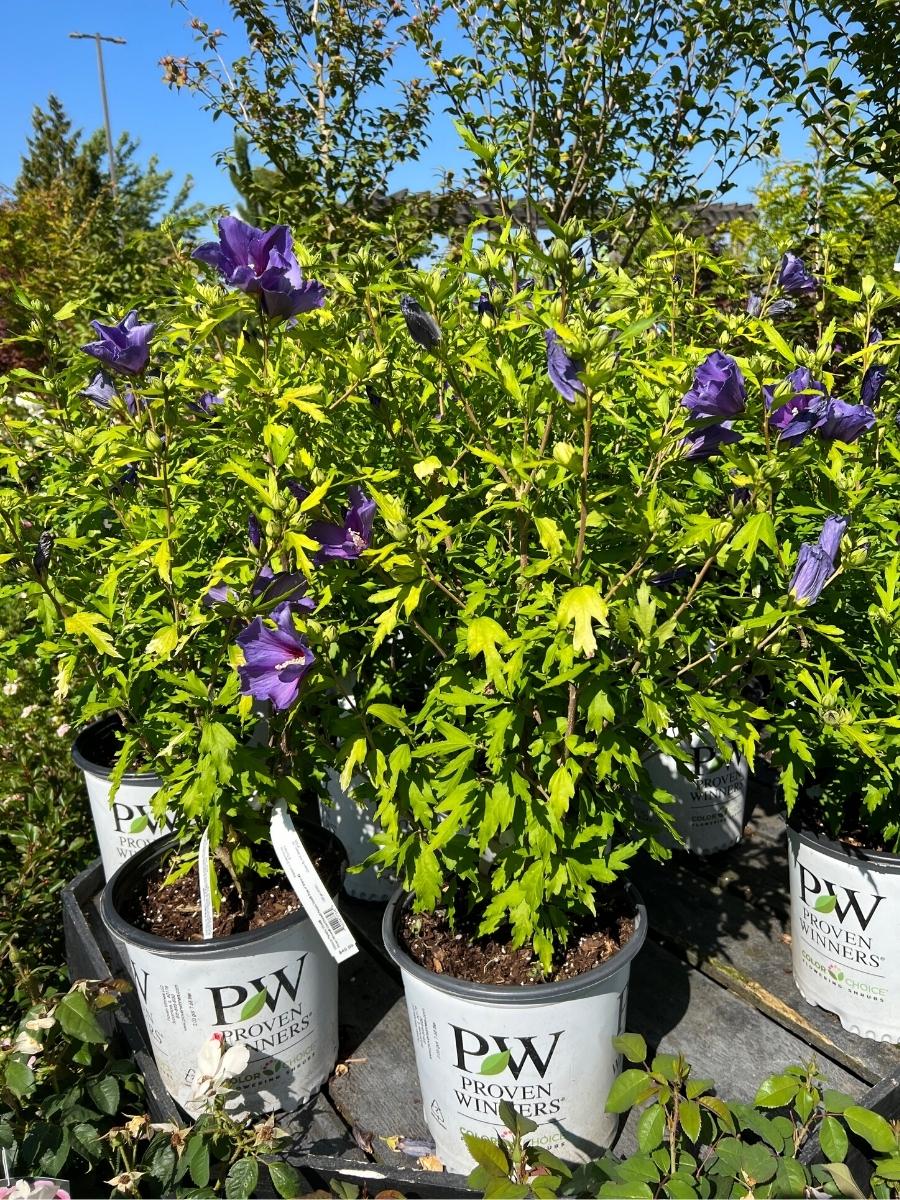 Rose of Sharon Paraplu Violet® 2G