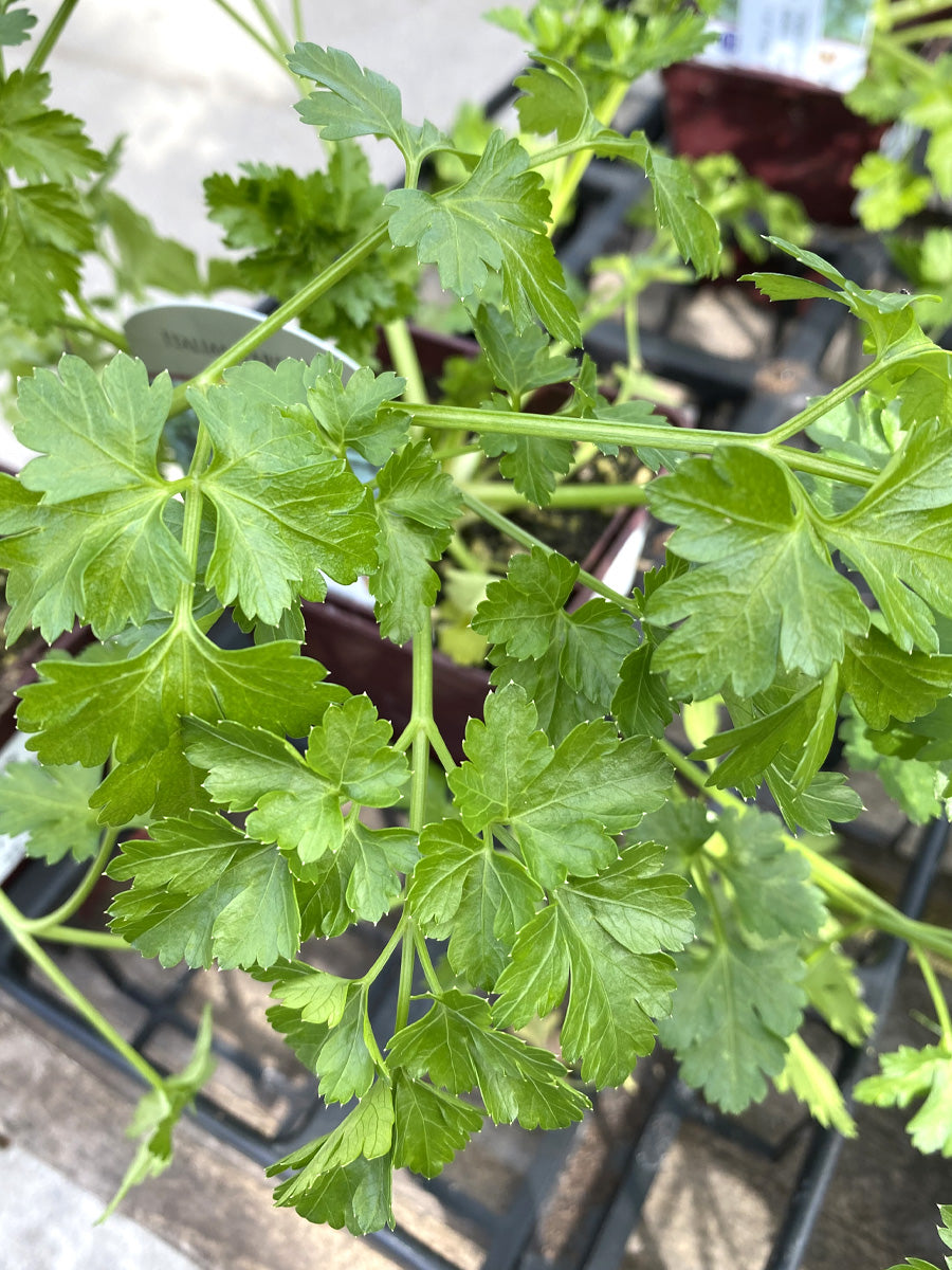 Parsley Italian 4