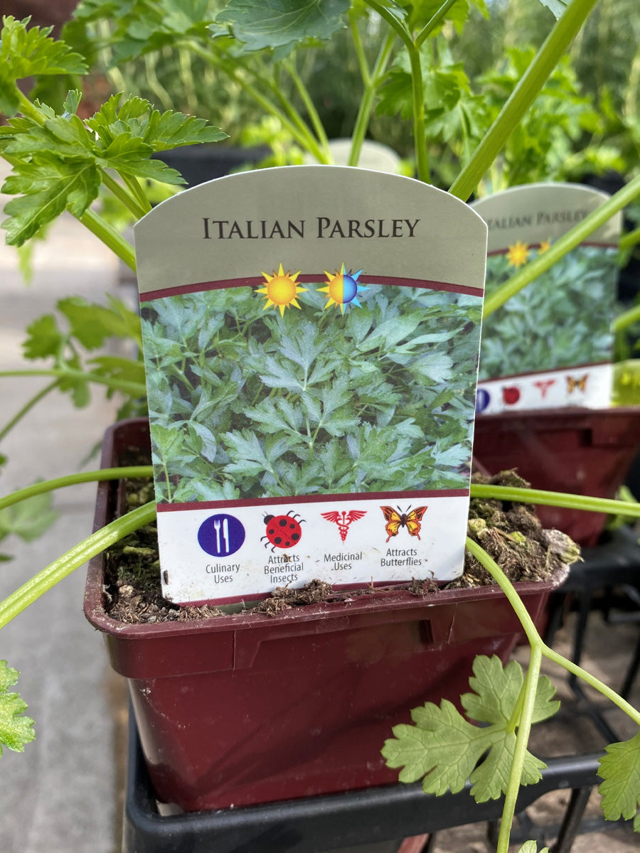 Parsley Italian 4