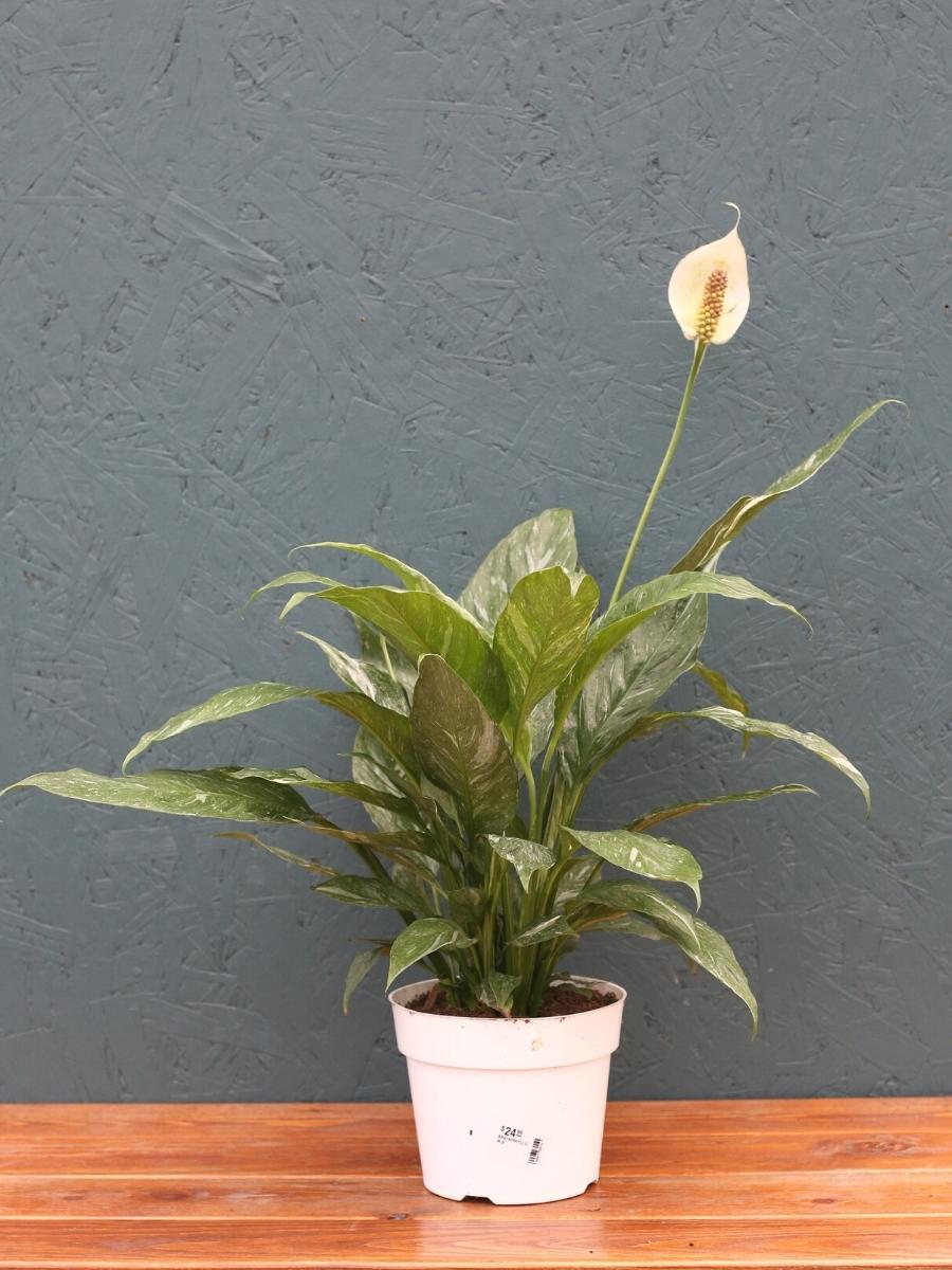 Peace Lily 'Domino'