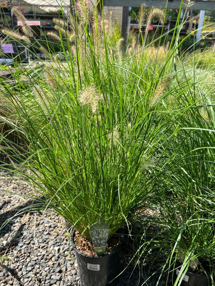 Fountain Grass Mini Pennisetum 'Little Bunny'