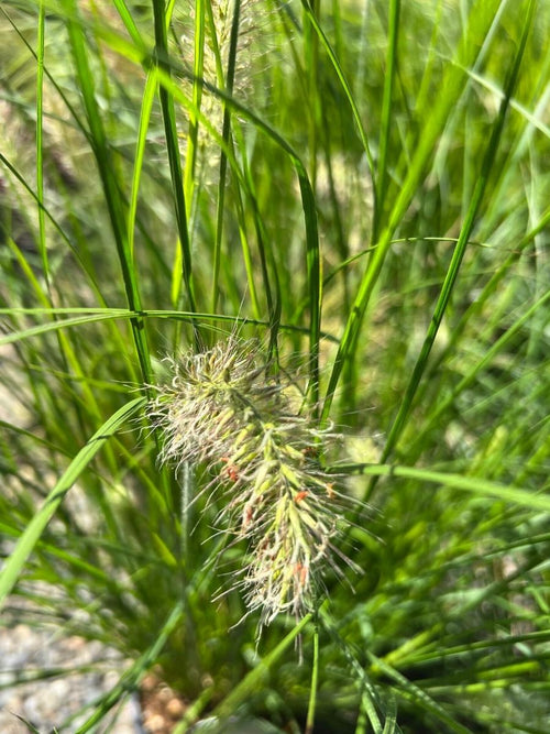 Fountain Grass Mini Pennisetum 'Little Bunny'