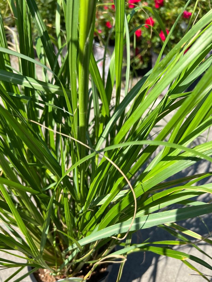 Fountain Grass Pennisetum 'Moudry' 1G