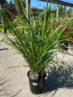 Fountain Grass Pennisetum 'Moudry' 1G