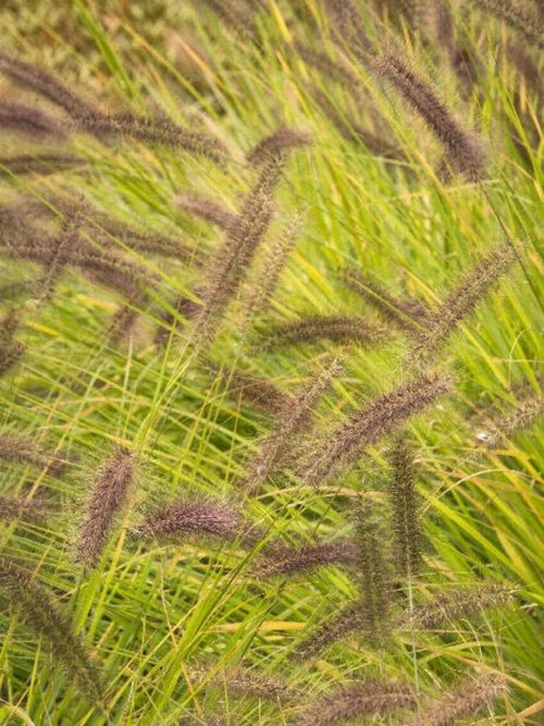 Fountain Grass Pennisetum 'Moudry' 1G