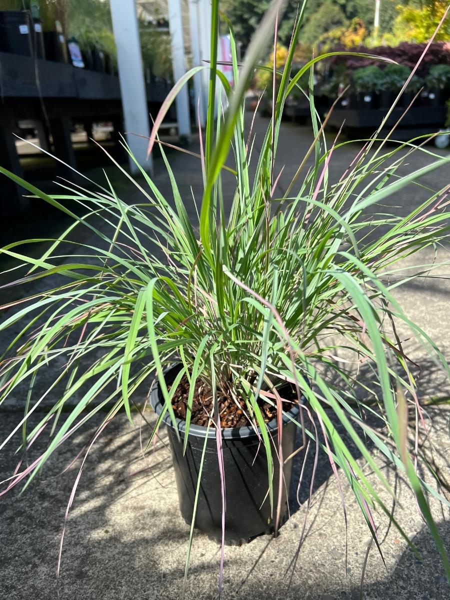 Fountain Grass Pennisetum 'Burgundy Bunny'