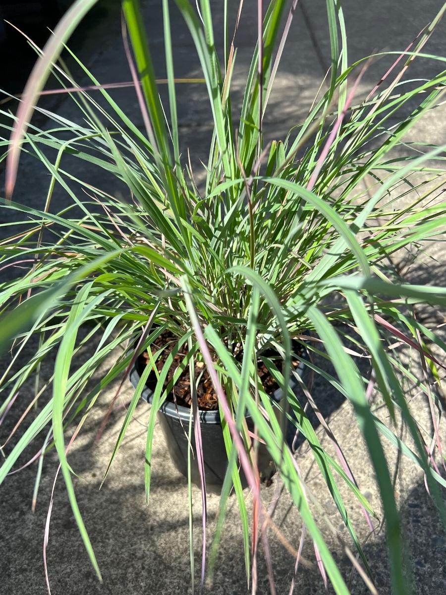 Fountain Grass Pennisetum 'Burgundy Bunny'