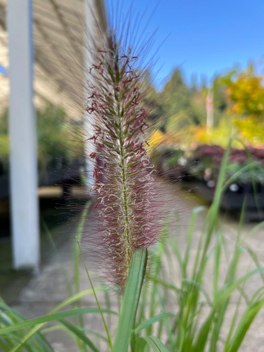 Fountain Grass Pennisetum 'Burgundy Bunny'