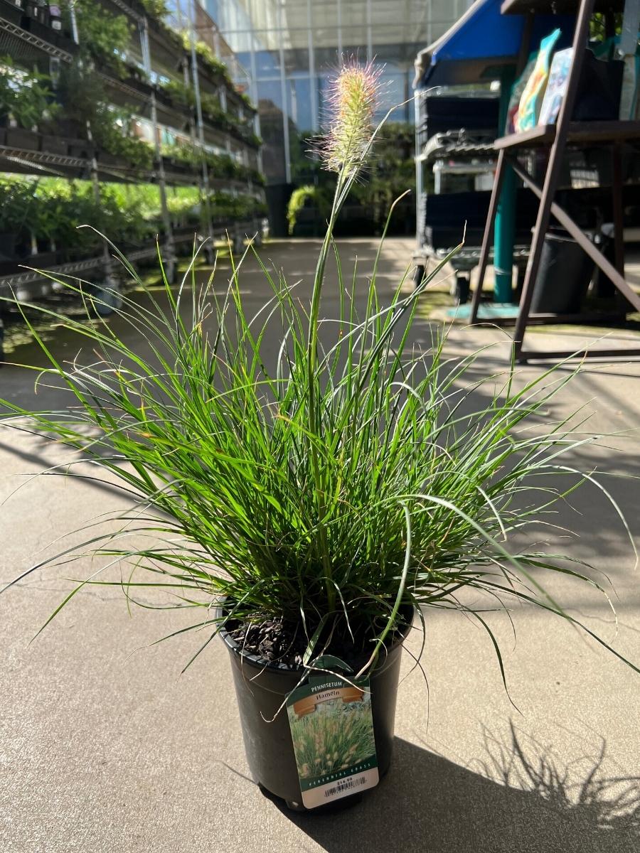 Fountain Grass Pennisetum Hameln 1G