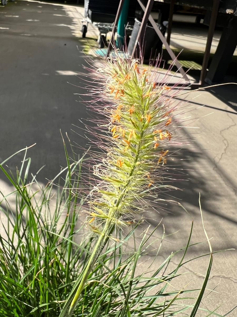 Fountain Grass Pennisetum Hameln 1G