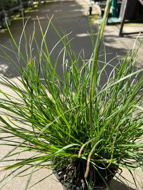 Fountain Grass Pennisetum Hameln 1G