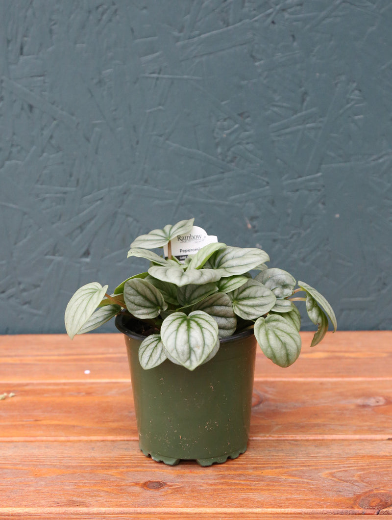 Peperomia 'Frost' 4"