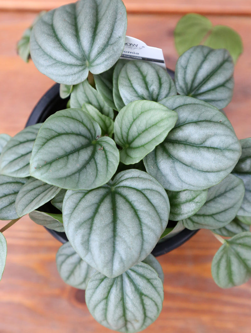 Peperomia 'Frost' 4"