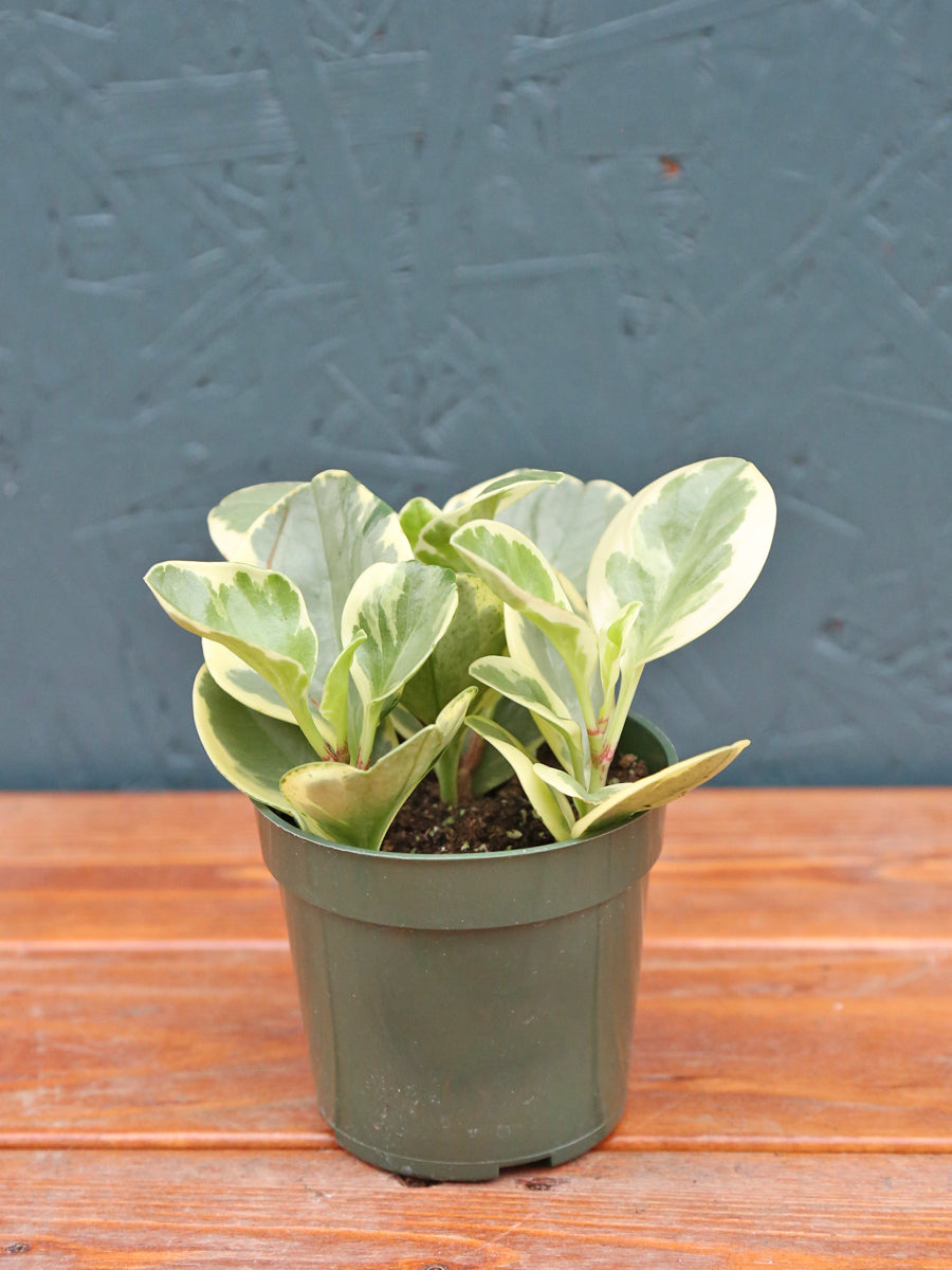 Peperomia obtusifolia 'Golden Gate' 4