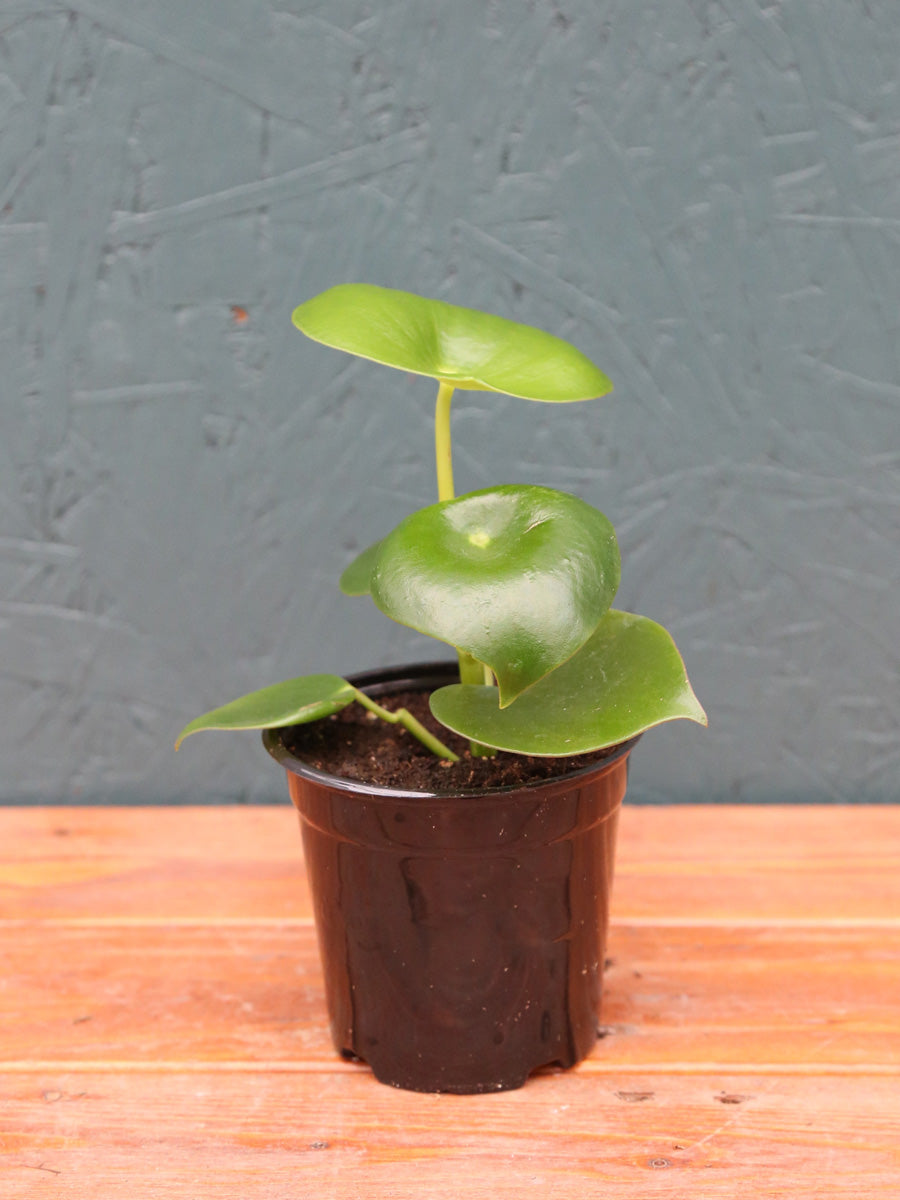 Peperomia 'Raindrop' 4"
