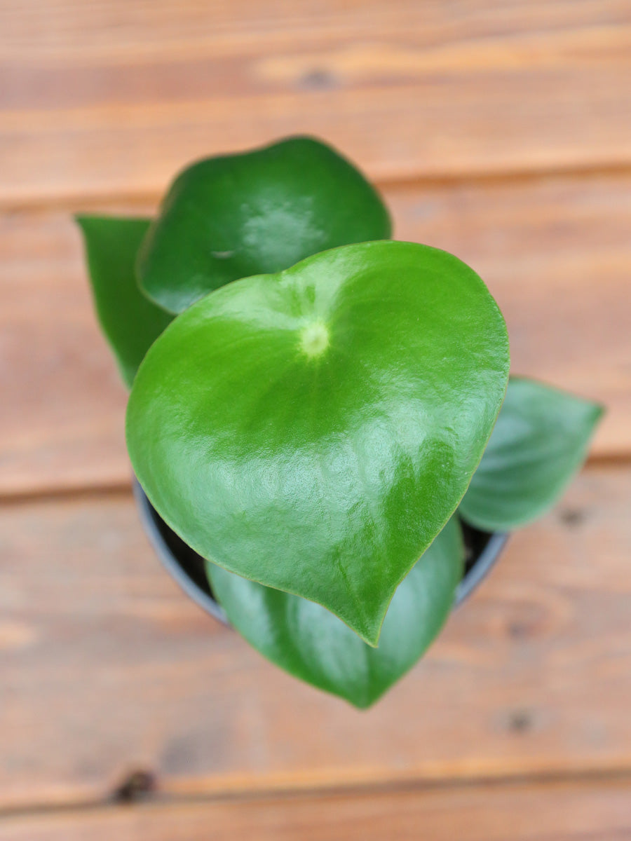 Peperomia 'Raindrop' 4"