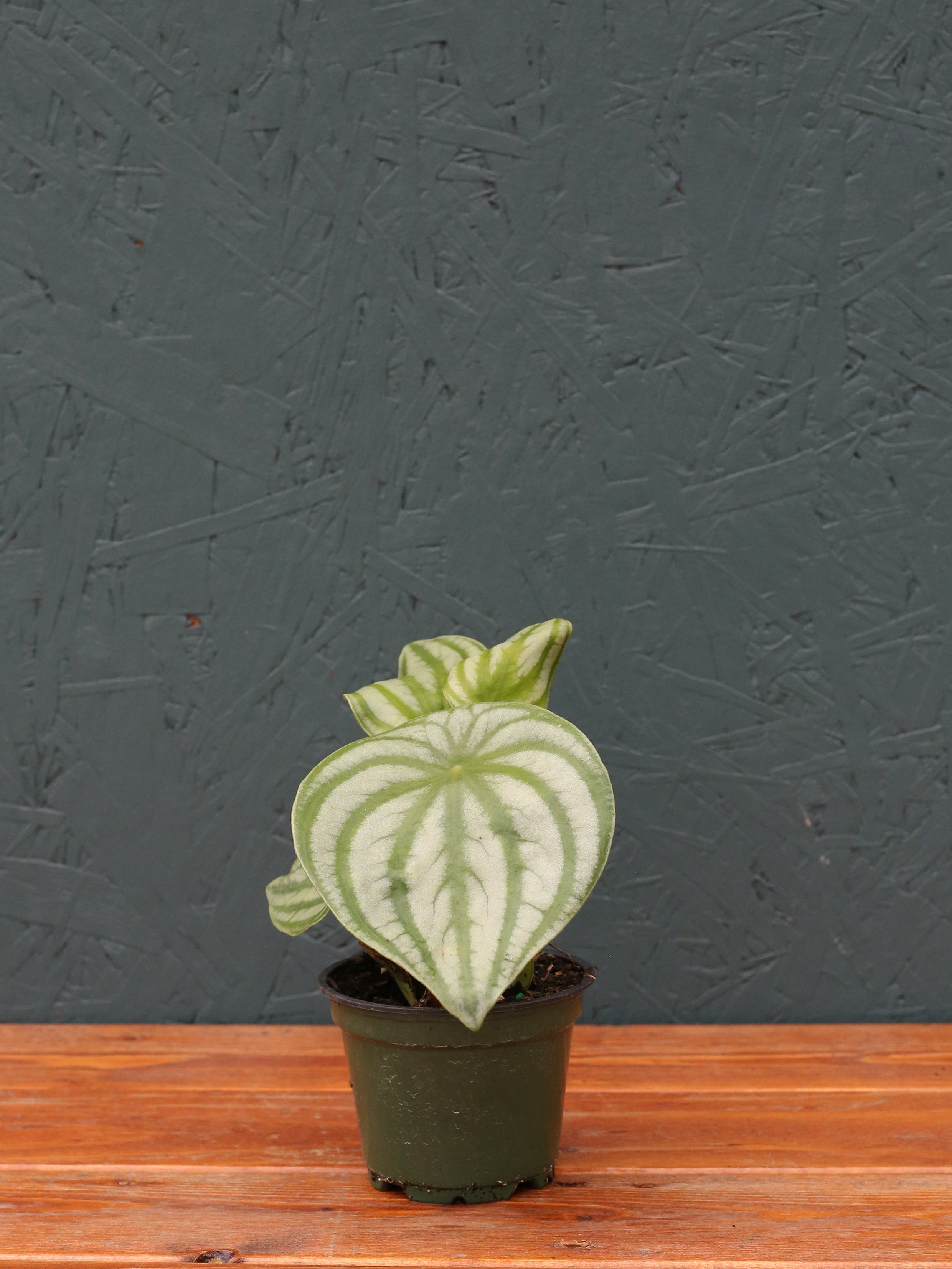 Peperomia Watermelon 4