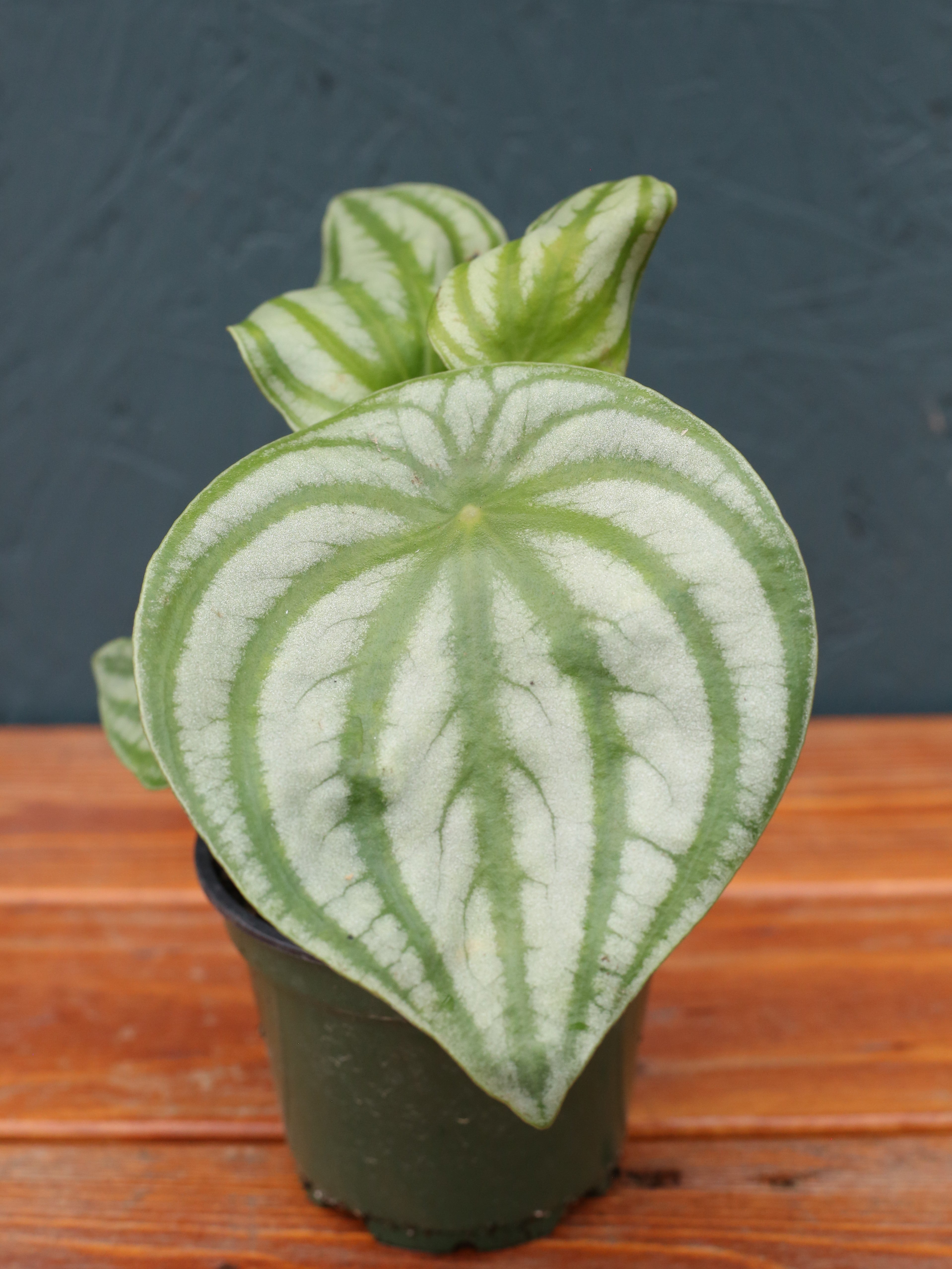 Peperomia Watermelon 4