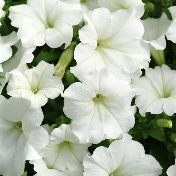 Petunia Easy Wave® White 4"