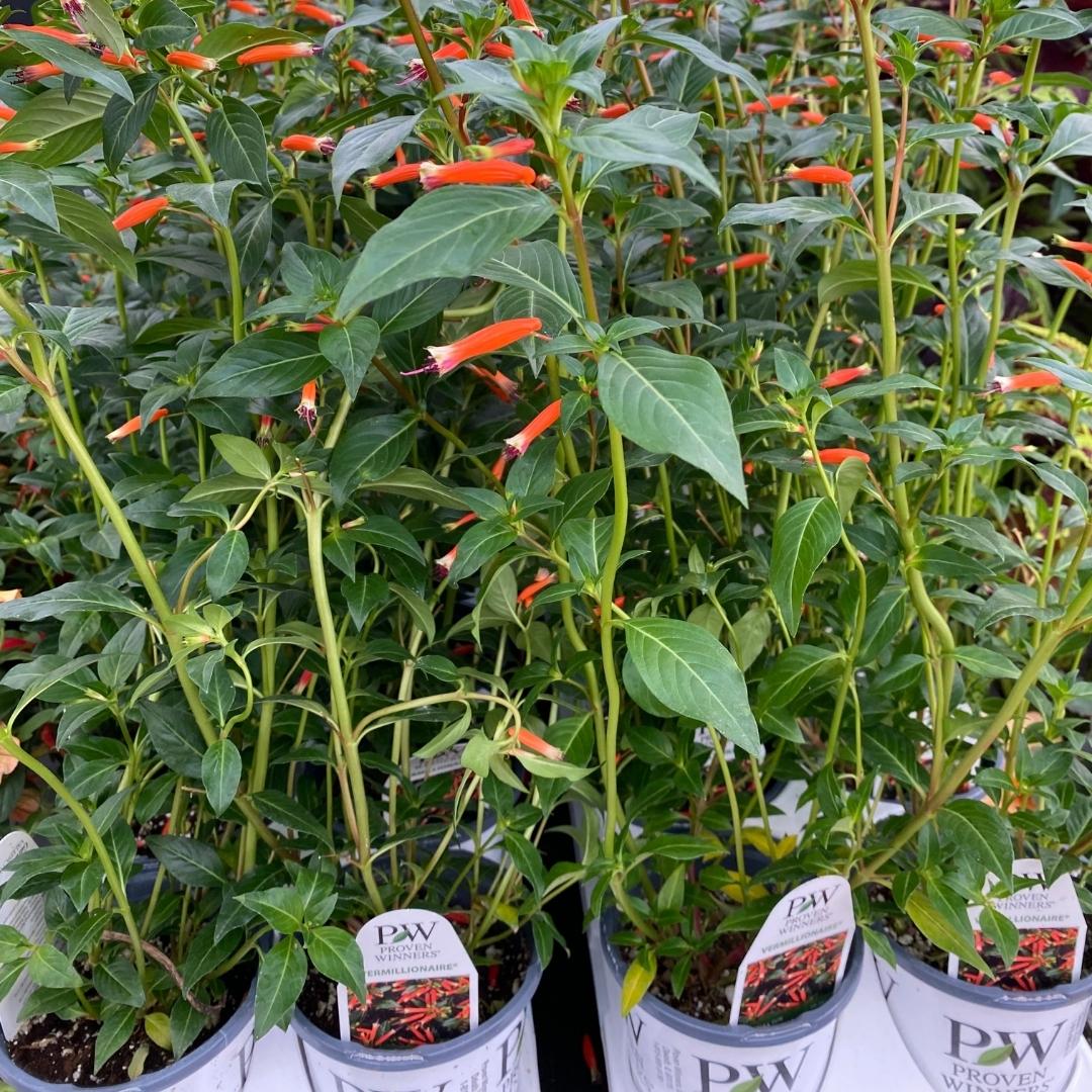 Proven Winner Vermillionaire® Firecracker Plant Qt.