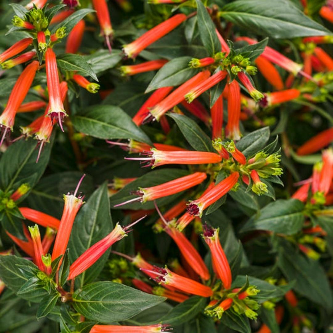 Proven Winner Vermillionaire® Firecracker Plant Qt.
