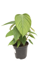 Philodendron 'Fuzzy Petiole' 4"