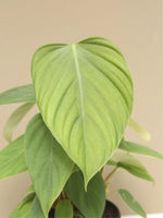 Philodendron 'Fuzzy Petiole' 4"