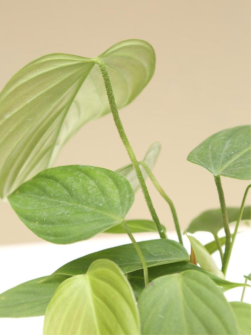 Philodendron 'Fuzzy Petiole' 4"