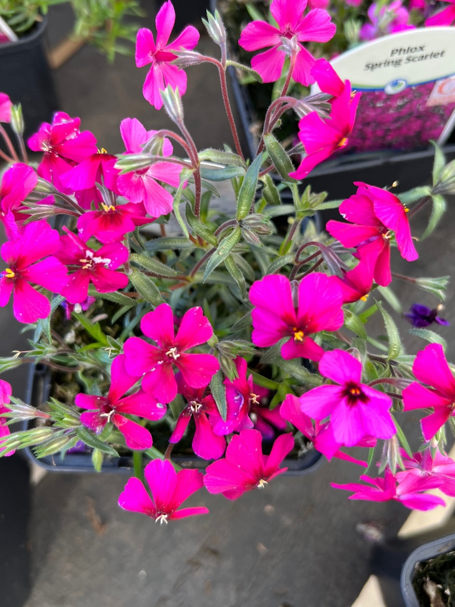 Phlox 'Spring Scarlet' 4