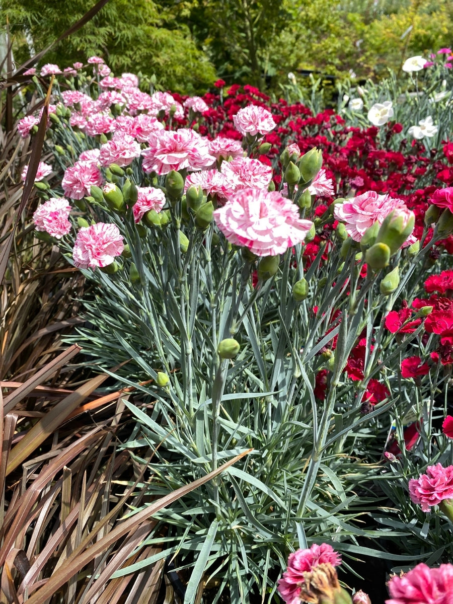 Dianthus 'Pinball Wizard' 1G