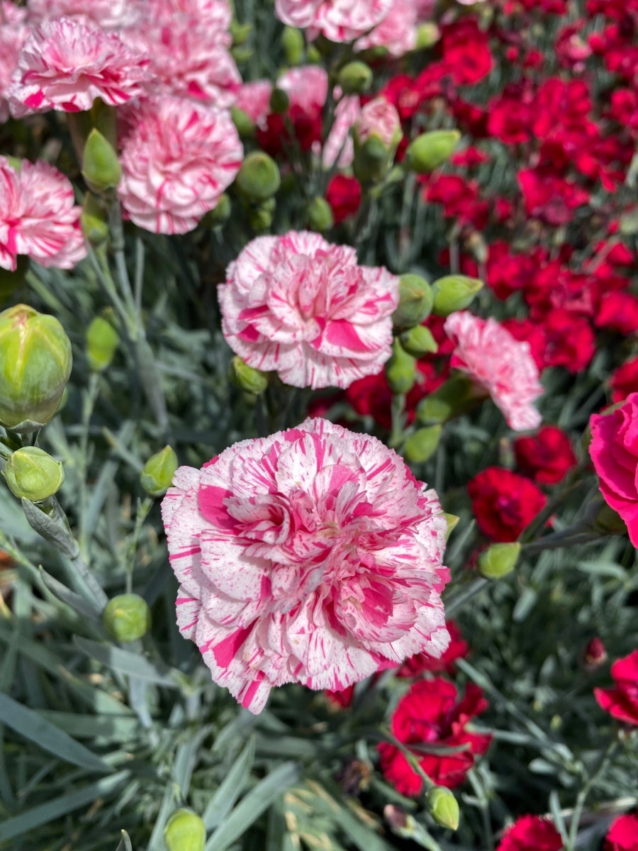 Dianthus 'Pinball Wizard' 1G