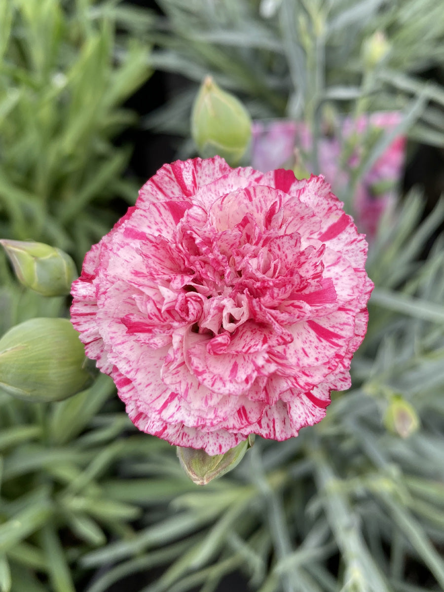 Dianthus 'Pinball Wizard' 1G