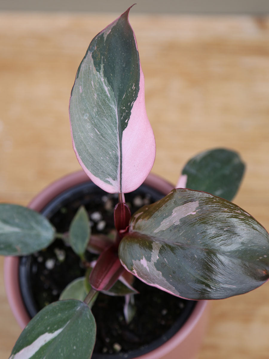 Philodendron 'Pink Princess'