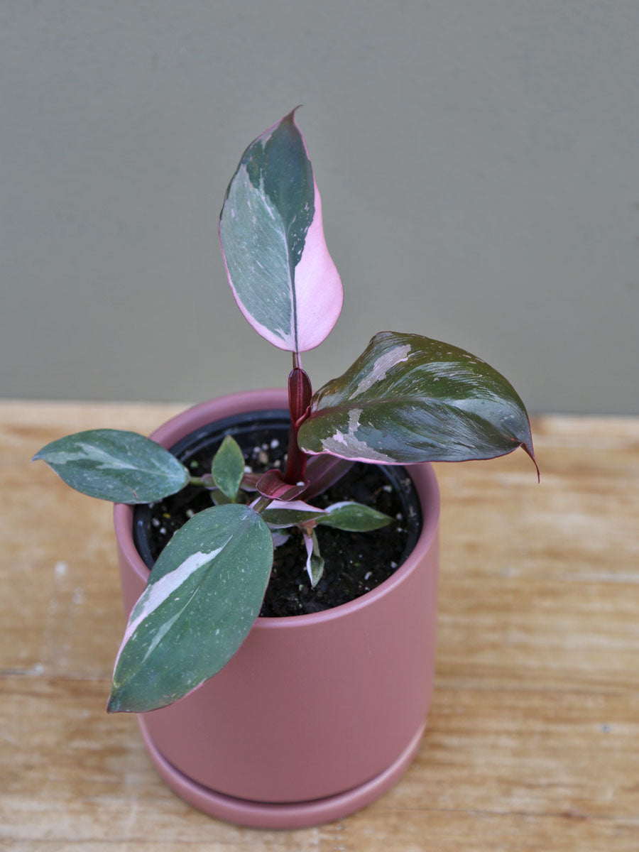 Philodendron 'Pink Princess'