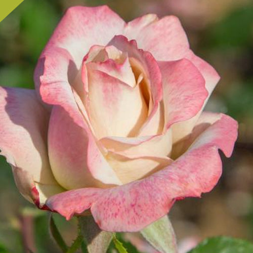 Hybrid Tea | Pinkerbelle