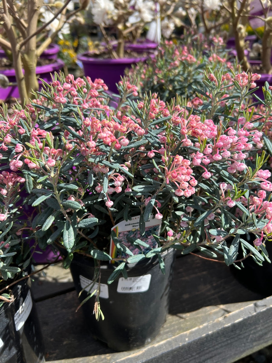 Watson's Greenhouse 