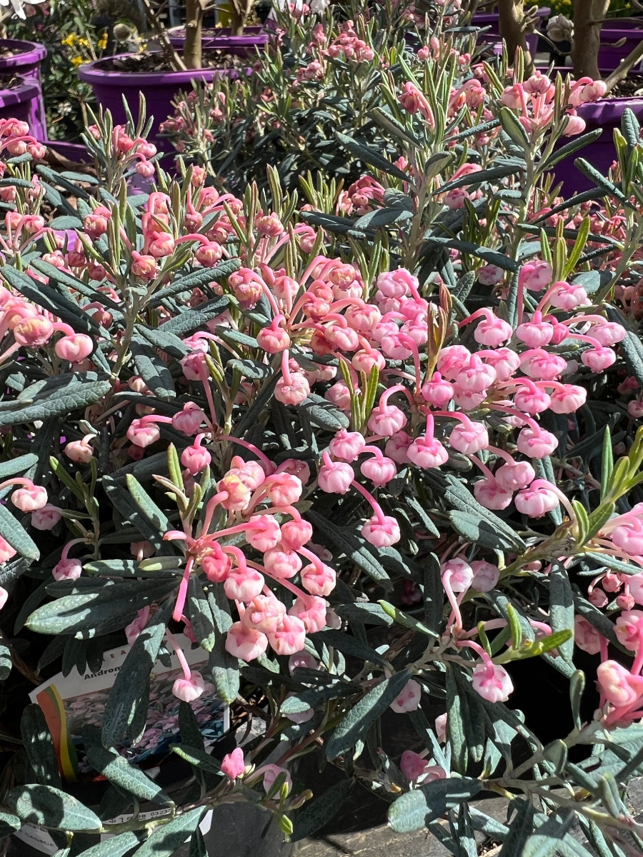 Watson's Greenhouse 