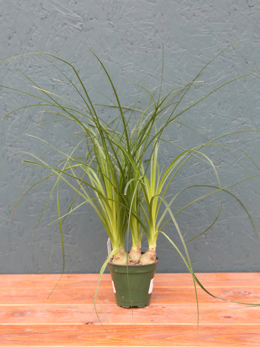 Ponytail Palm Beaucarnea 4