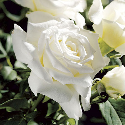 Hybrid Tea | Pope John Paul II