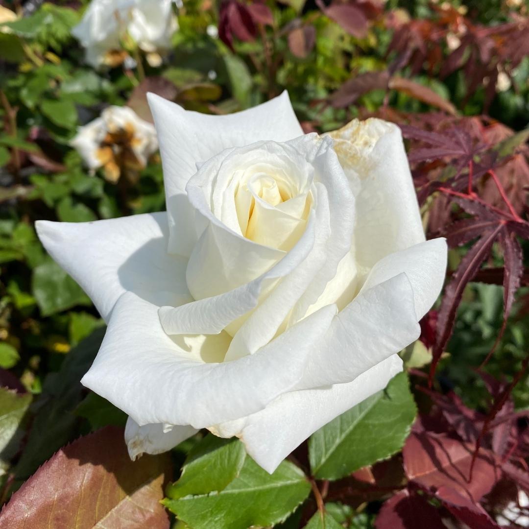 Hybrid Tea | Pope John Paul II