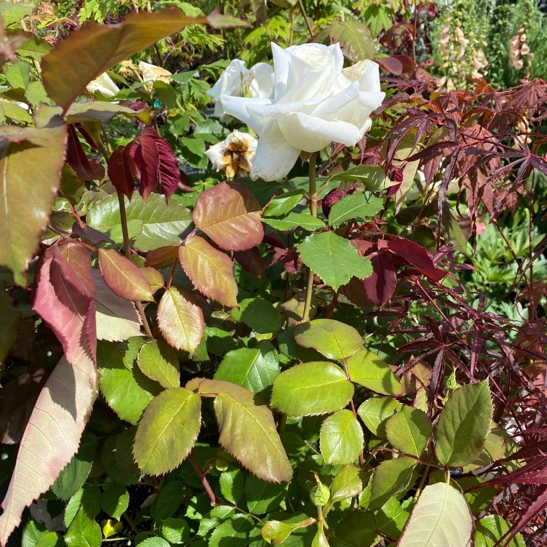 Hybrid Tea | Pope John Paul II