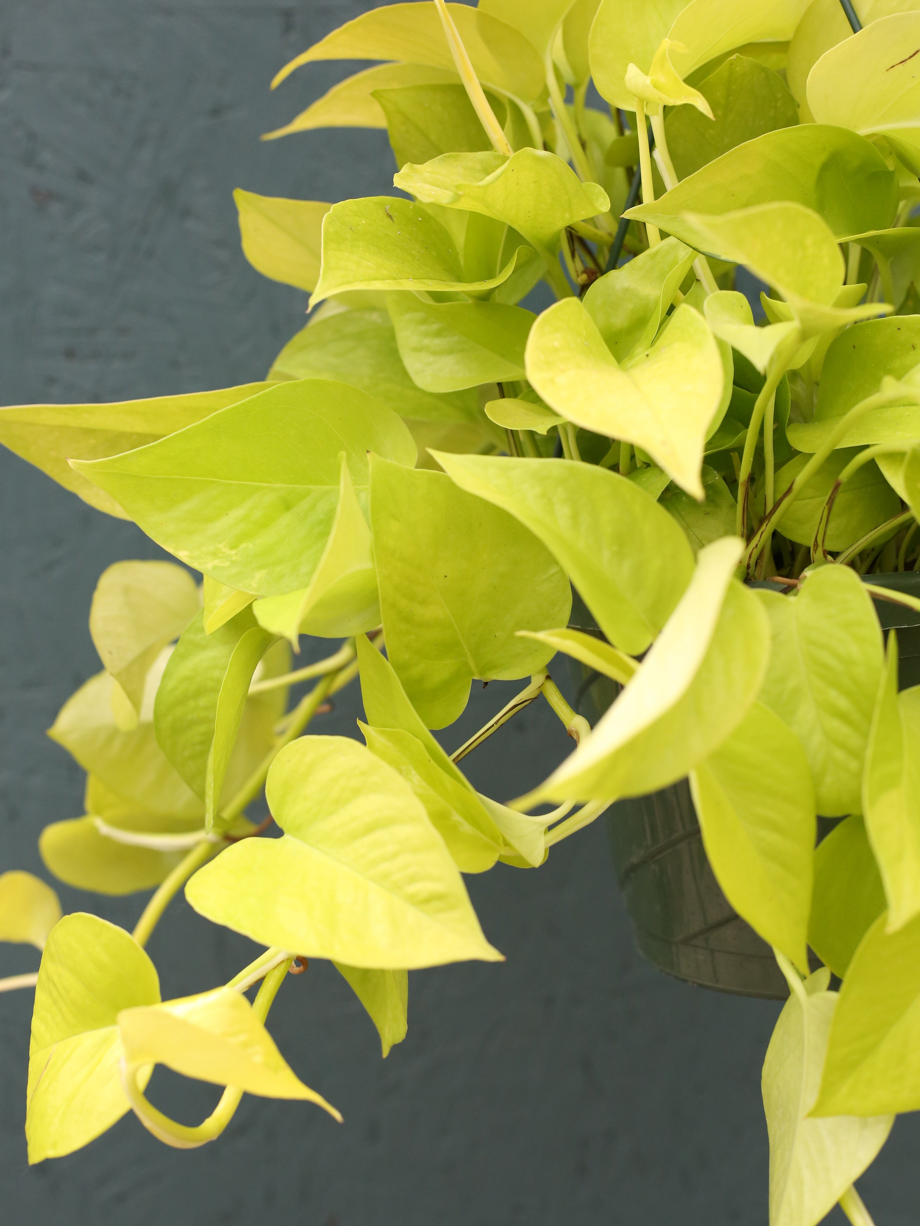 hb pothos golden Hanging Basket Pothos 'Neon Queen' – Watson's Greenhouse
