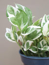 Pothos 'Pearls and Jade’